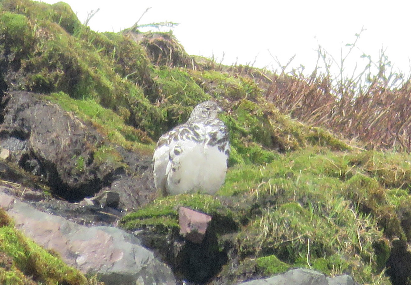 White-tailed Ptarmigan-1