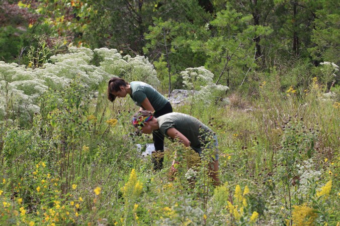 Invasive Species Assessment_Ultramafic Prairie.JPG