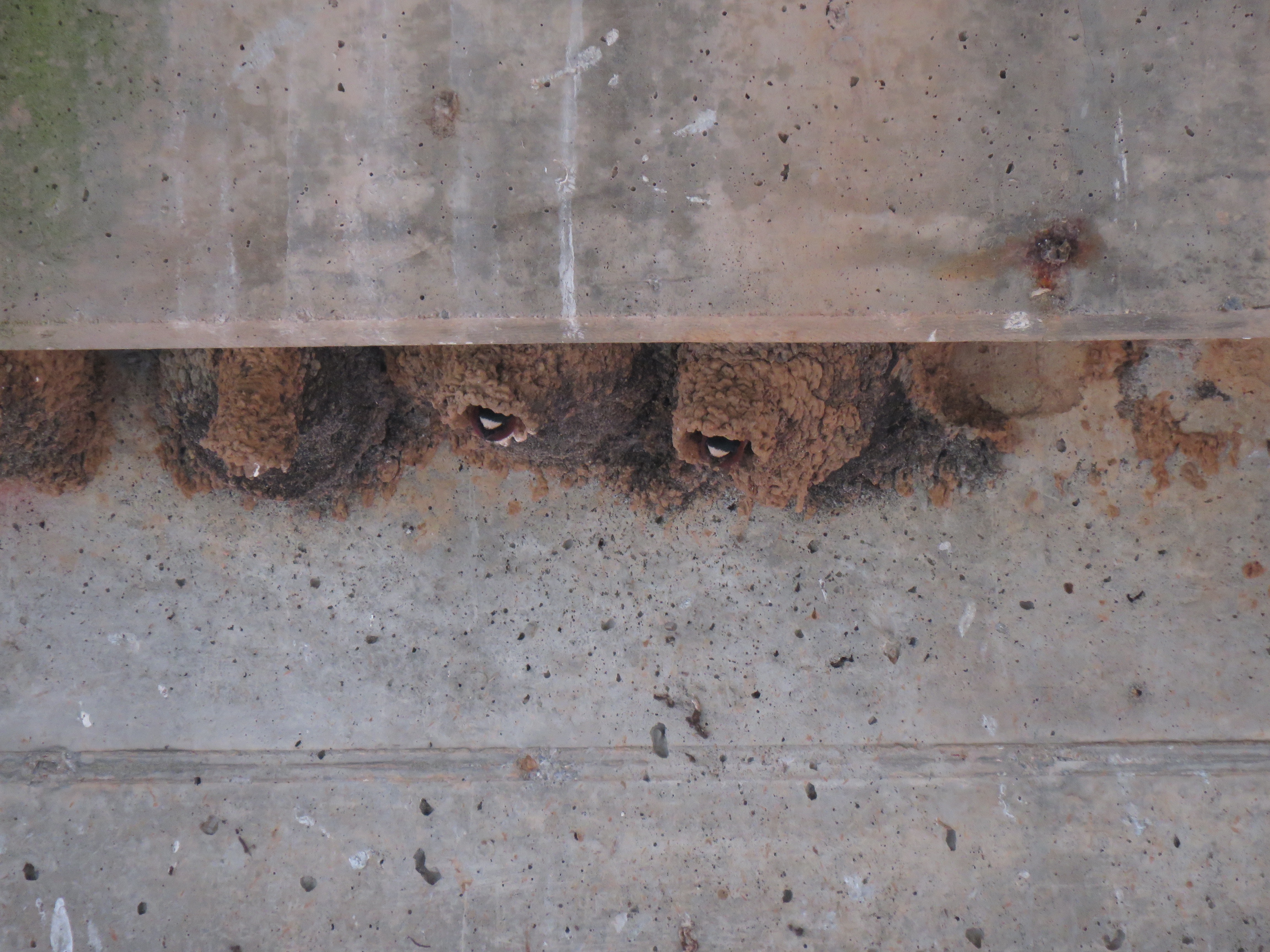 cliff swallow nest theo.jpg