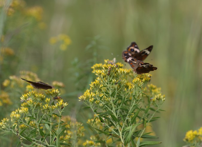 Junonia coenia on Euthamia_9_26_18_Ezra Staengl.JPG