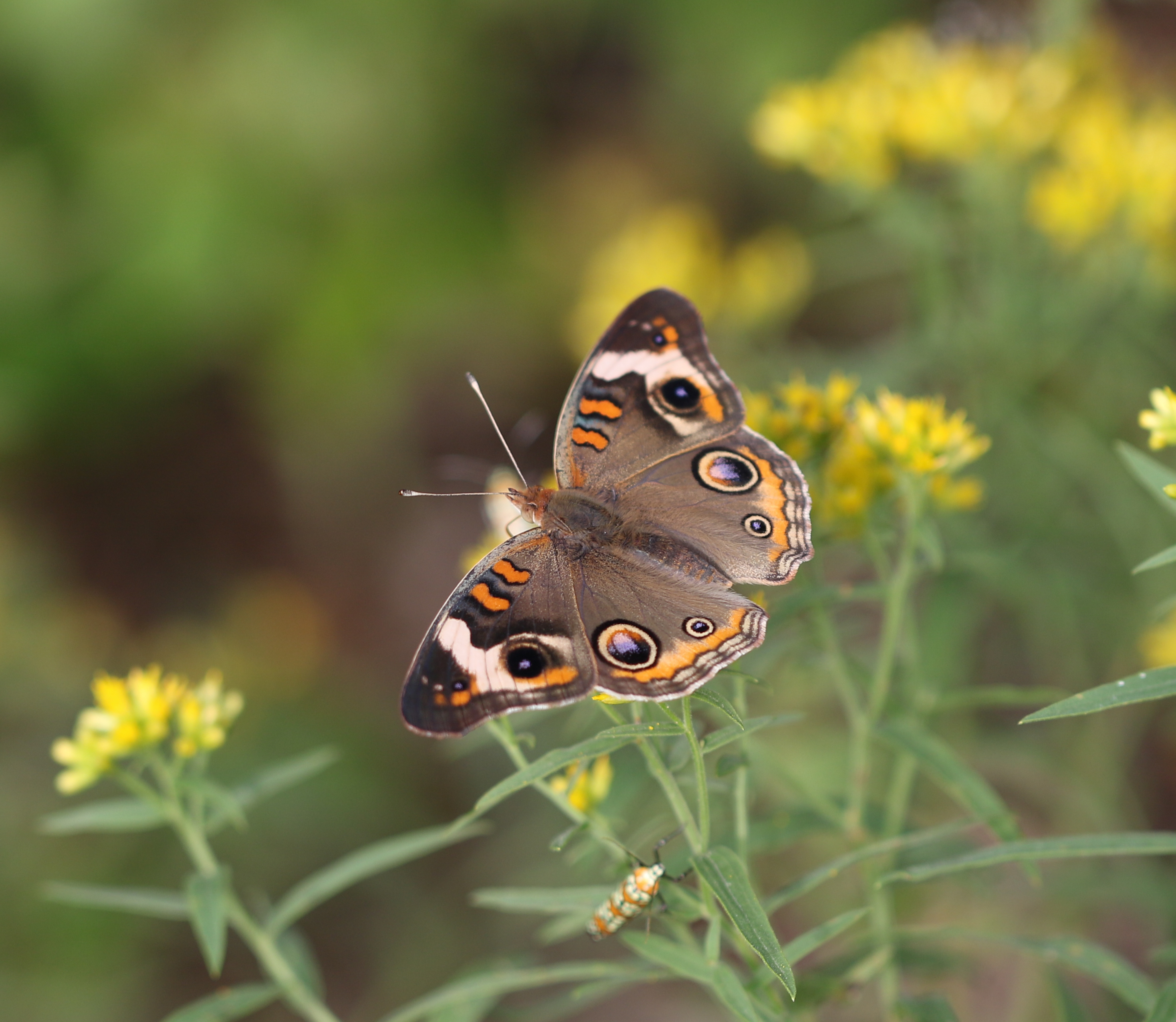 Junonia coenia_9_26_18_Ezra Staengl-2.JPG