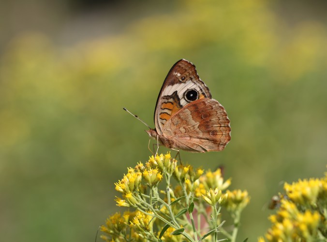 Junonia coenia_9_26_18_Ezra Staengl.JPG
