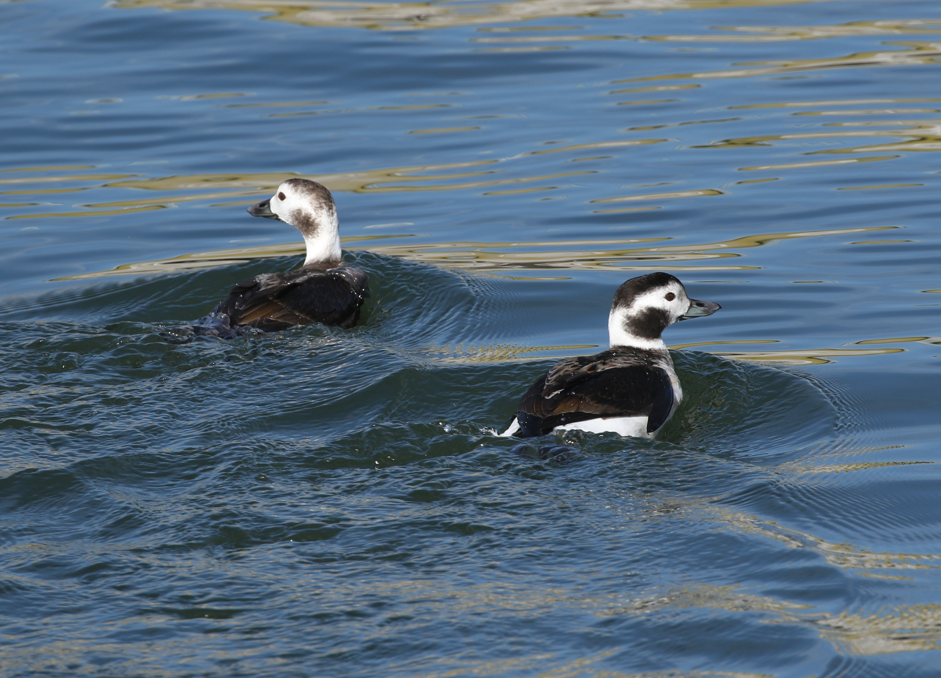 090A2604 1_edited-1.JPG